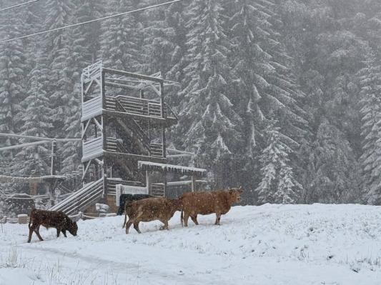 Balkan v snežnem kaosu, številna naselja brez elektrike in vode