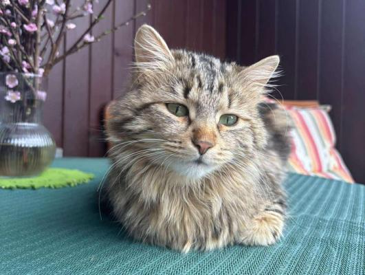 Pomagajte najti Žižo in prijatelja