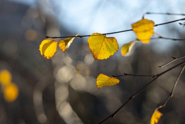 Po mirnem začetku tedna se obeta prehodno poslabšanje vremena