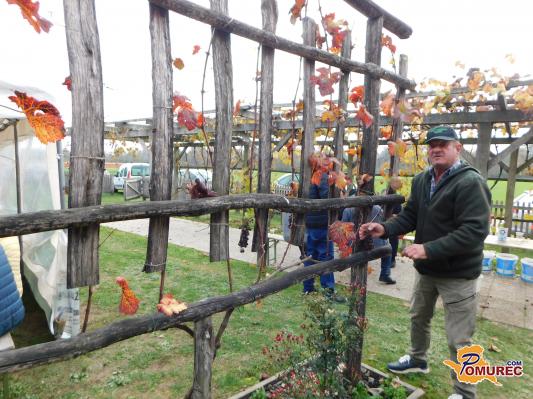 FOTO: Najstarejša vinska trta žametna črnina v Odrancih še vedno obrodi