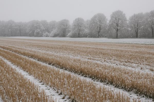 Bo kruha dovolj? Ljudsko izročilo ob Andrejevem godu ponuja odgovor