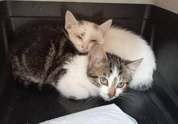 Na mrazu prepuščeni sami sebi, zdaj potrebujejo našo pomoč