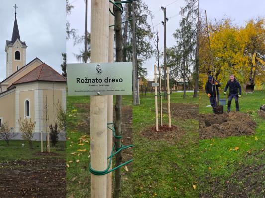 V Kobilju posadili rožnato drevo upanja