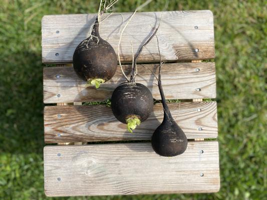 Poznate to starodavno korenino s številnimi zdravilnimi učinki?