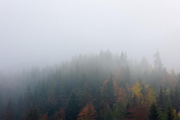 Kako dolgo bo vztrajala megla?