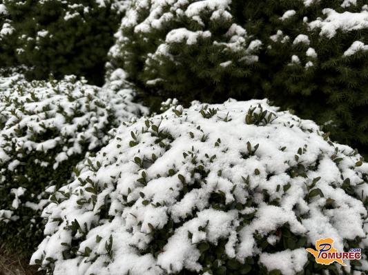 Nas čaka bel božični večer?