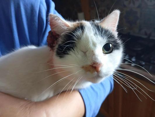 Nežna muca po zahtevni operaciji ne sme ostati sama