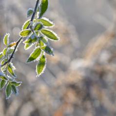 Mrzlo jutro v Murski Soboti, izmerili so skoraj - 9, ponekod v Sloveniji pa celo - 31,8 stopinj
