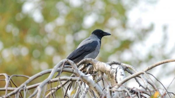 Z vranami v Murski Soboti se moramo naučiti sobivati