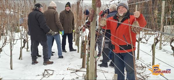 FOTO: V Filovskem Gaju ohranjajo staro tradicijo Vincekove rezi vinske trte