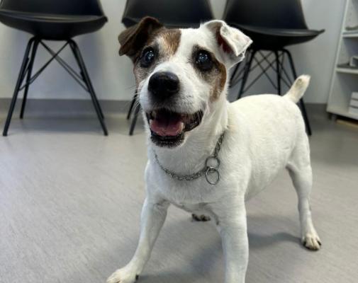 Poslovil se je Frik, legendarni kuža Veterine Škarica