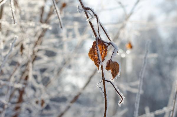 Kako dolgo bo vztrajalo hladno vreme?