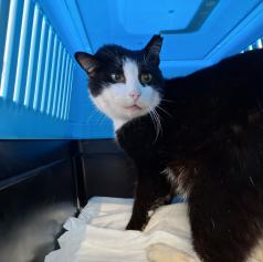 Pomurski muc Piki se je po dveh letih znova vrnil domov