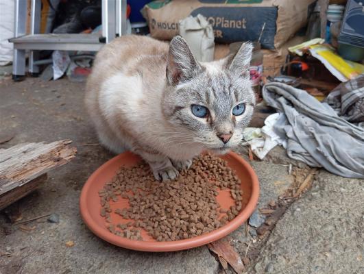 Pet mačjih sirot iz Pomurja išče novo priložnost