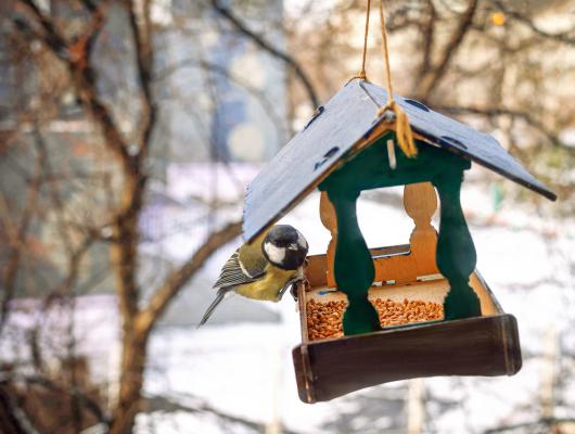Kdo obiskuje vašo krmilnico? Pridružite se štetju ptic