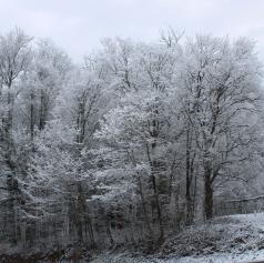 FOTO: Prebudili smo se v zasneženo jutro, a sneg še ni rekel zadnje