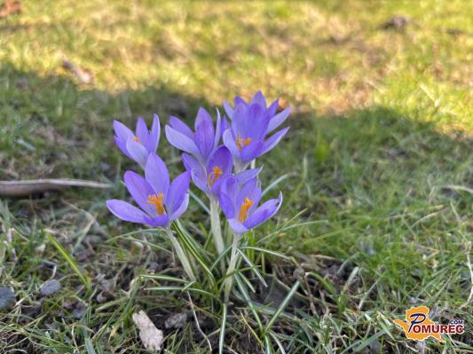Previdnost ni odveč: zlahka jih zamenjamo s strupenimi