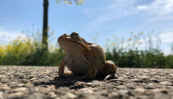 Pomagajmo žabicam čez cesto! V Pomurju akcije pomoči dvoživkam