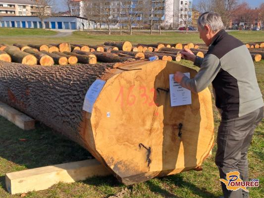 FOTO in VIDEO: Rekordna dražba lesa v Gornji Radgoni, tolikšna je cena najdražjega hloda 