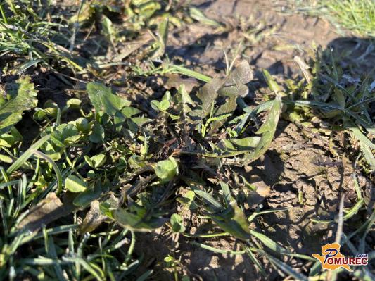 Sezona regrata je tu: nasveti za nabiranje in pripravo