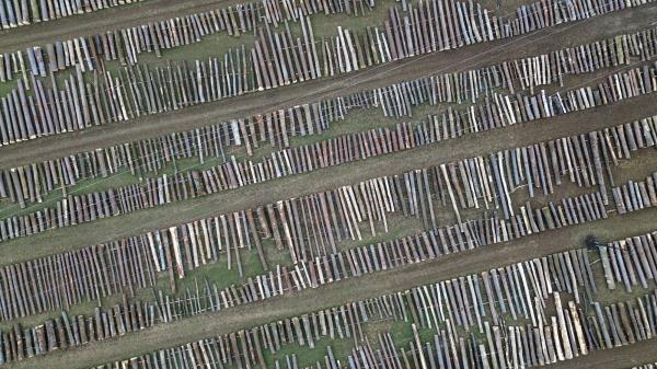 Hrvaški hrast prodali za skoraj 30 tisočakov