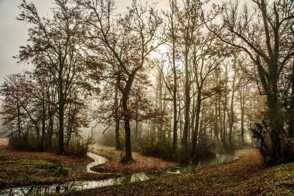 Megla, nizka oblačnost in kaplje z neba. Takšno vreme nas čaka danes