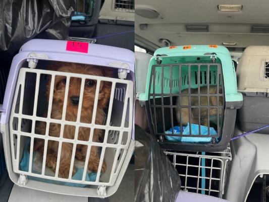 FOTO: Pomurski policisti odkrili sporen prevoz živali iz Madžarske