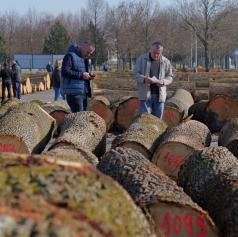 FOTO in VIDEO: V Gornji Radgoni padli rekordi – skoraj milijon evrov za vrhunski les
