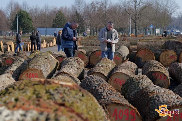 FOTO in VIDEO: V Gornji Radgoni padli rekordi – skoraj milijon evrov za vrhunski les