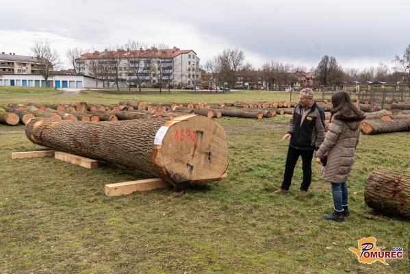 FOTO: Rekordno število hlodov na dražbi v Gornji Radgoni
