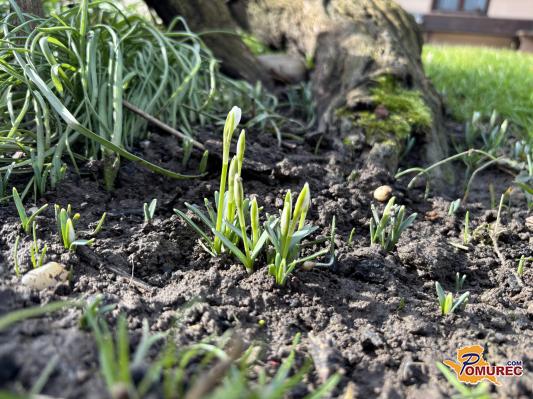 FOTO: Pomlad se prebuja: v Pomurju so na plano že pokukali prvi zvončki
