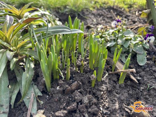 Sveti Valentin razkriva, kakšna bo letošnja pomlad