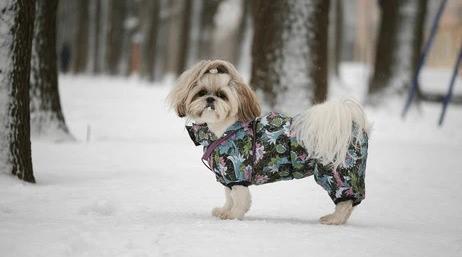 Pasji plašči: razvajanje ali nujna zaščita pred mrazom?