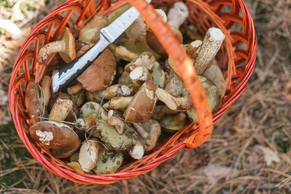 Bo letošnja gobarska sezona bogata? Odgovor ponuja današnji dan