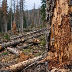 Lastniki morajo ukrepati do konca marca, ogroženi so številni gozdovi