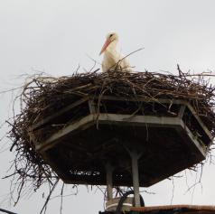 FOTO: Bele dolgonoge štorklje so se spet vrnile v deželo ob Muri