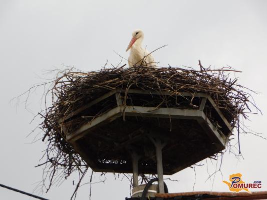FOTO: Bele dolgonoge štorklje so se spet vrnile v deželo ob Muri