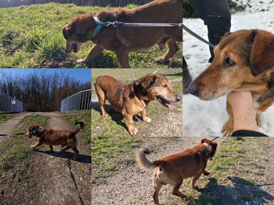 FOTO: Desetletni Bobi išče toplo zavetje za svoja zlata leta