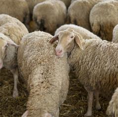 Rejcem se čas za cepljenje proti modrikastemu jeziku izteka, globe tudi do pet tisoč evrov