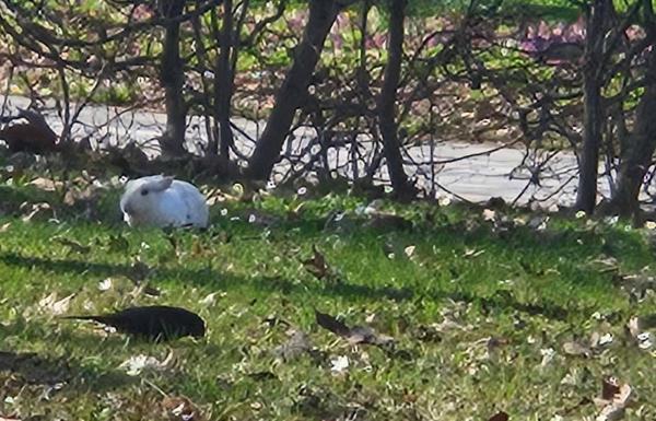 FOTO: Pobegli velikonočni zajec? Po Radencih tava že dva dni
