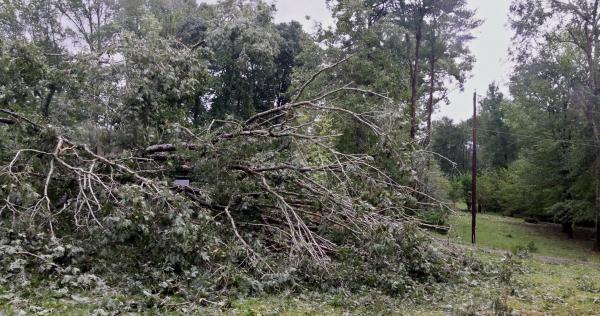 Pomurski gasilci izdali opozorilo: Veter lahko podira drevesa in strehe