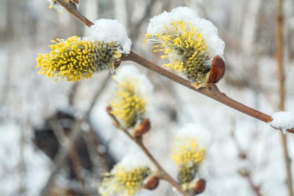 Po sredini marca prihaja vremenski preobrat: občutno se bo ohladilo, lahko tudi sneži