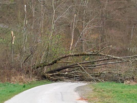 FOTO: Močan veter že kaže zobe, drevo zaprlo cesto na Goričkem