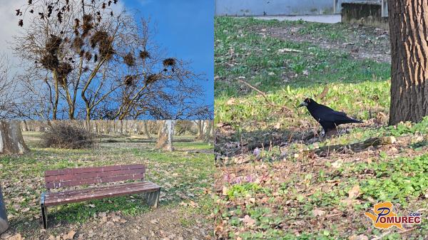 FOTO in VIDEO: Glasne vrane so zavzele soboški park, sprehajalci opozarjajo na umazane klopi