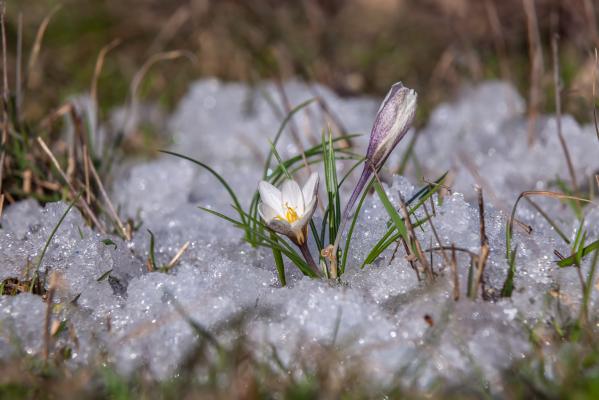 Gabrijelov dan razkriva: je to res prelomnica za konec zime?