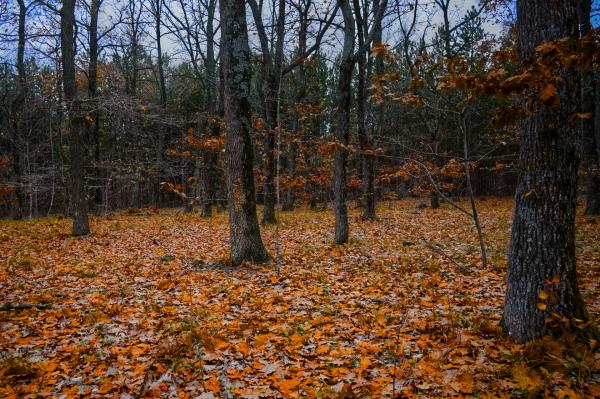 Iskalna akcija v Turnišču, svojci pogrešajo starejšo žensko