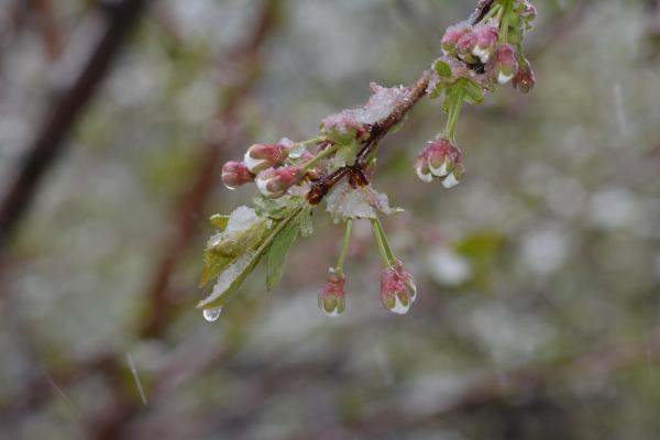 Pomlad bo pokazala zobe: jutri temperature pod ničlo