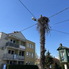 FOTO in VIDEO: Vrnile so se! Bele štorklje spet gnezdijo v Beltincih