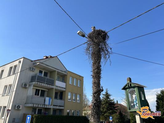 FOTO in VIDEO: Vrnile so se! Bele štorklje spet gnezdijo v Beltincih