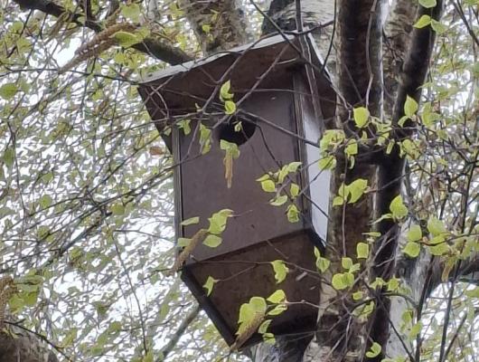 FOTO: Na Goričkem pokukali v več kot 300 ptičjih domov, kaj vse so našli v njih?